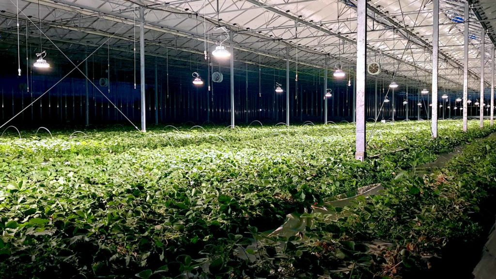 Production fraises pleine terre Vaucluse éclairage led power lumia nuit