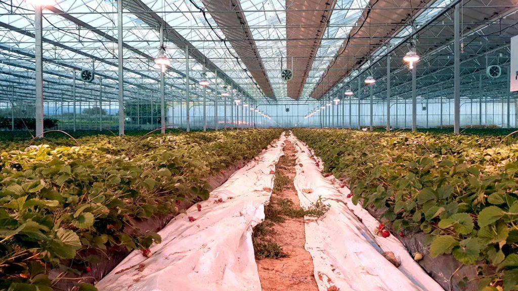 Production fraises pleine terre Vaucluse éclairage led VGD