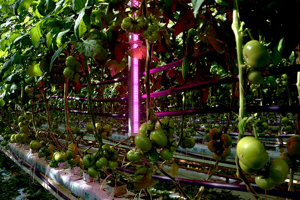 Tomates sous serre photovoltaïque éclairage led vertical