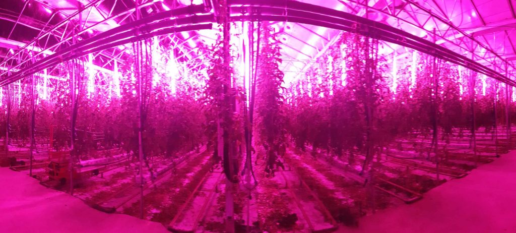 Eclairage led Vertical Lumia tomates serre photovoltaique