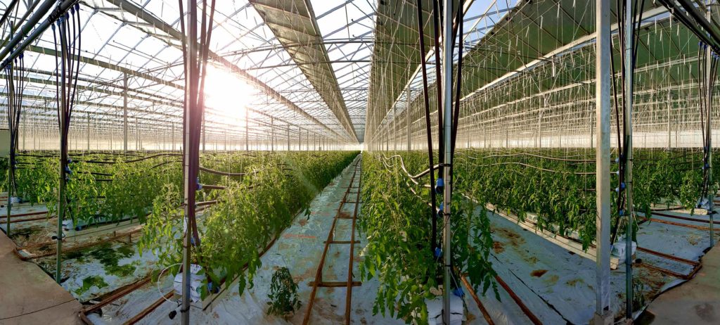 Serre photovoltaique tomates éclairage led Vertical Lumia
